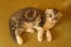 Scottish Fold Kitten For Sale