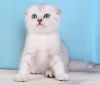 Adorable Scottish Fold kittensBoy and girl available now