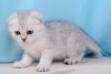 Lovely male and female Scottish Fold kittens available now