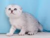Beautiful male and female Scottish Fold kittens ready to go.