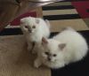 Rare Scottish Fold Kittens