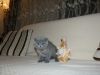Adorable Scottish Fold Kittens for sale