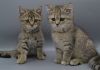 Adorable Scottish Fold Twins for Sale!