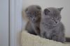 scottish fold kittens
