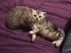 Scottish streight kittens for sale!