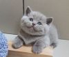 Gorgeous Scottish fold kittens