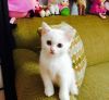 Scottish Fold Kitten