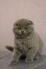 Elite scottish kitten for sale! Kora