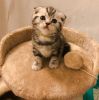 Playful Scottish Fold Kitten Ready To Go
