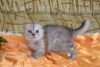 Litter Of Scottish Fold Kittens For Sale