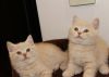 Excellent Male And Female Scottish Fold Kittens available