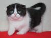 Scottish fold kitten excellent pedigree.Text us on (xxx) xxx-xxx9
