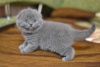 Cute male and female Scottish fold for sale