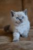 Nicki Blue point Scottish shorthair kitten with straight ears