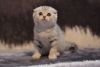 Kechi Chinchilla color Scottish fold shorthair male kitten