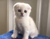 Scottish Fold Male Kitten With Folded Ears Black Shaded Shinchilla