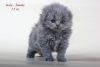 Tommy pure breed Scottish fold longhair (highland) male