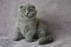 James Scottish fold male kitten with cuddly personality