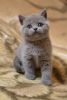 Multyashka blue color Scottish fold shorthair male kitten