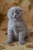 Aurora blue color Scottish fold shorthair female kitten