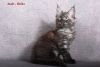 Oniks pure breed Maine Coon male kitten in very popular smoky color