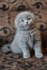 Steffy in a classic blue color (a) Scottish shorthair female kitten wi