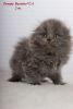 Tommy pure breed Scottish fold longhair (highland) male kitten
