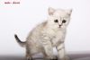 Karat pure breed Chinchilla male kitten with green eyes