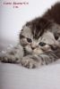 Super cute Catrin Scottish shorthair female kitten with folded ears