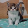 Castro purebred Scottish shorthair male kitten with straight ears in c