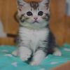 Soyka purebreds Scottish female kitten