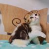 Carmelita Scottish fold female kitten in chocolate marble color