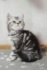 Rustik purebred Scottish shorthair male kitten with straight ears in b