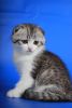 Tartar purebred Scottish shorthair male kitten with folded ears