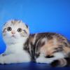 Toffee purebred Scottish shorthair female kitten with folded ears