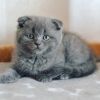 Timon Scottish fold shorthair male kitten in a blue color