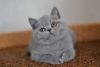 Foxy, purebred Scottish shorthair female kitten with straight ears in