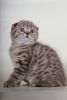 Pandora, purebred Scottish shorthair female kitten with folded ears
