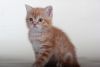 Peter, purebred Scottish shorthair male kitten with straight ears