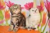 Adorable scottish fold kittens are available