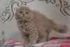 Soffi Scottish fold (highland) longhair female kitten in a lilac color