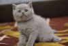Umka Scottish fold shorthair male kitten in a lilac color
