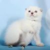 Luna very friendly Scottish fold shorthair female kitten with blue eye