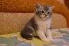 Angel Scottish shorthair male kitten with straight ears in a blue marb