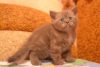 Toby Scottish shorthair female kitten with straight ears