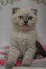 Jasmin Scottish shorthair female kitte