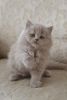 Dolly lilac color Scottish longhair female kitten
