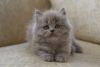 Donya blue color Scottish longhair kitten