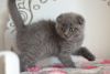 Molly female Scottish fold kitten in a blue color