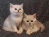 Finn and Max are two purebred male Scottish kittens in a chinchilla co